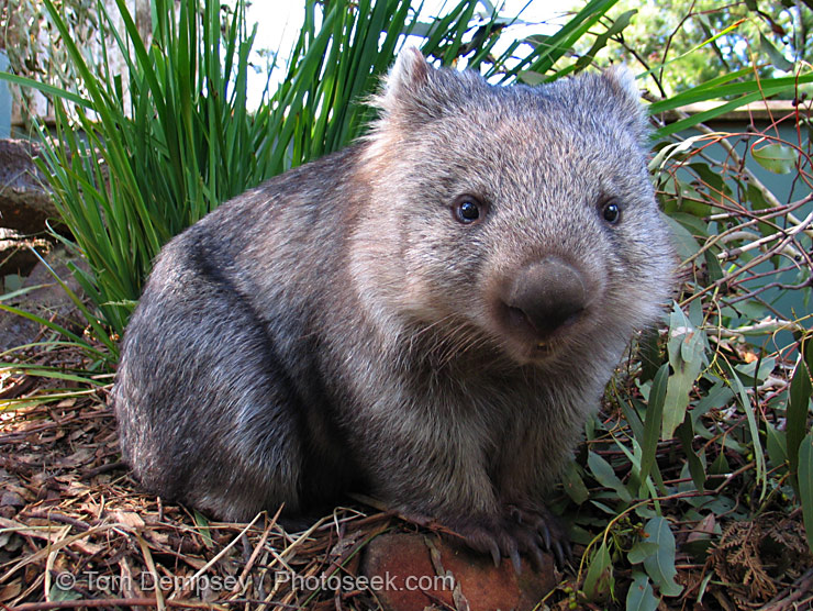 Don't think this has ever been asked here before... Wombat.jpg