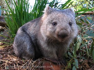 wombat.jpg?w=300&h=225