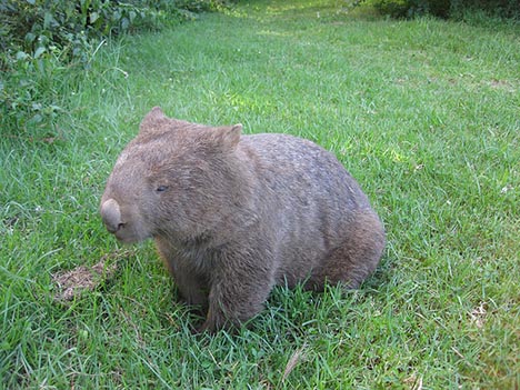 wombat2.jpg?w=497
